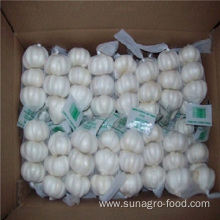 Fresh Case Of White Garlic Is Provided